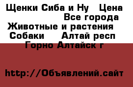 Щенки Сиба и Ну › Цена ­ 35000-85000 - Все города Животные и растения » Собаки   . Алтай респ.,Горно-Алтайск г.